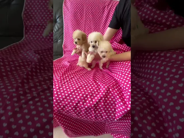 動画