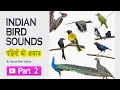 Lagu Indian bird sounds - Part 2 (HD sound and video ) #indian_birds #indian_bird_sounds #bird_calls