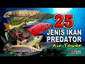 Download Lagu 25 Jenis Ikan Predator Air Tawar Aquarium