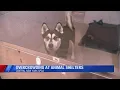CNYSPCA at Capacity