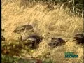 Spring Turkey Hunting Applications Now Available