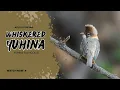 Download Lagu Whiskered Yuhina - Yuhina flavicollis #birds #trending #wildlife