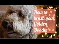 How to brush your Goldendoodle Why does your doodle come home shaved