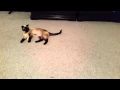 Jada and Mekisiq Update Siamese Cat Rescue