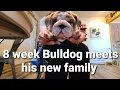Download Lagu @Churro.thebulldog 8 Week English Bulldog meets his new family