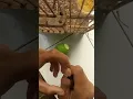 Download Lagu Hanya dengan bahan ini kaki burung yg bengkak bisa cepat sembuh!!