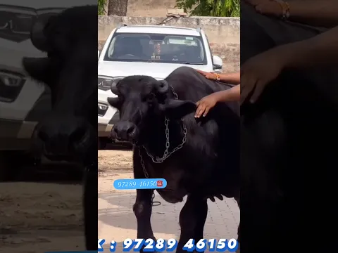 9728946150 ☎️