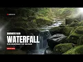 JUNGLE FOREST ENCHANTED BACKGROUND LOOP