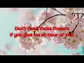 Nafeesisboujee - no flowers (Lyrics)