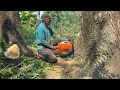 Download Lagu High risk… Cutdown 2 dangerous leaning trees‼️