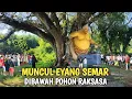 Download Lagu MERINDING !! MUNCUL EYANG SEMAR DIBAWAH POHON RAKSASA GEGERKAN WARGA