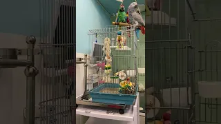 علت پرکنی طوطی کاسکو نگهداری اشتباه 