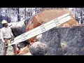Download Lagu Amazing Dangerous Skills Fastest Big Tree Felling, Extreme Biggest Tree Cutting Down Machines