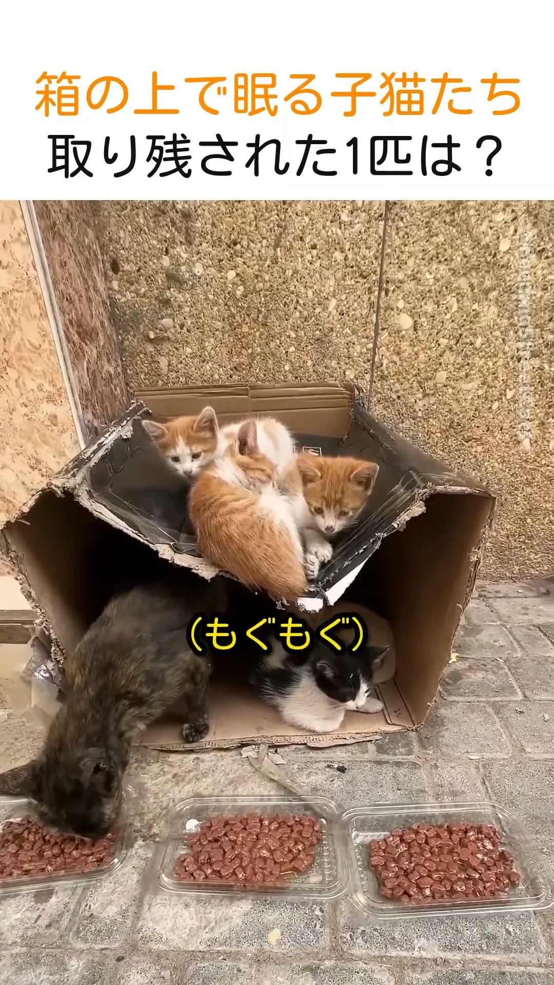 箱の上で眠る子猫たち、取り残された1匹は?