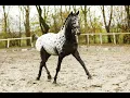 Lagu Stal Okkema's Erdogan - Two Tone x Topspeed Gorba - Stallion - 2022 - 1.63m