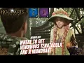Professor Garlick s Assignment 1 - Venomous Tenatacula and a Mandrake Hogwarts Legacy