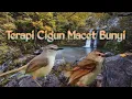 Lagu TERAPI CIGUN MACET BUNYI DISERTAI AIR BERIAK , COCOK BUAT CIGUN MACET BUNYI @ekobirdchanel2561