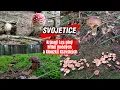 Download Lagu Les plný Hřibů Hnědých a Klouzků Kravských - SVOJETICE 🌲🇨🇿🍄‍🟫