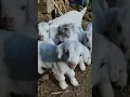 Download Lagu Cute Goat Sound || Goat Kids Sound || Real Goat Sound || Goat Sound || Cute Sound #shorts