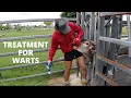 PAT COLEBY S RECOMMENDED WART TREATMENT REMEDY