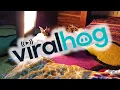 Download Lagu Degu Snuggles With Bunny Pals || ViralHog