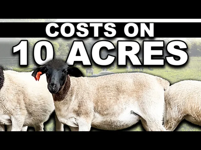Download MP3 COST OF PREPPING 10 ACRES FOR SHEEP | USA Homesteading Farming Small Scale Sheep for Beginners