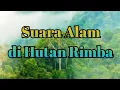 Download Lagu Musik Relaksasi Alam - Suara Burung di Hutan Rimba || Terapi Saat Tidur