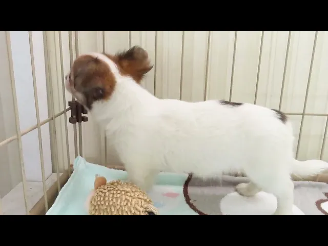 動画