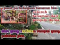 Lagu pusat perbelanjaan semua jenis bunga ada d sini