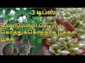 Download Lagu Top 3 Tips for kundu malli chedi || 3 டிப்ஸ் kundu malli poo chedi || குண்டுமல்லி பூ செடி வளர்ப்பு