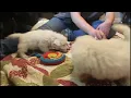 HAZELS PUPPIES