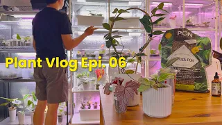 Silent Plant Vlog Epi.6 | Rare Plant Haul | Unboxing Rare Hoyas, Repotting, Propagation & Plant Mail