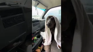 #fyp #dream #pets #doberman #vlog