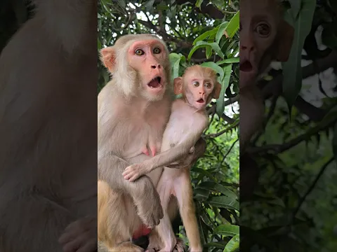 monkey baby naughty #monkey #bandar #monkeyvideo