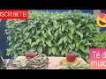 Tea and pruning of the muicle plant My beloved garden