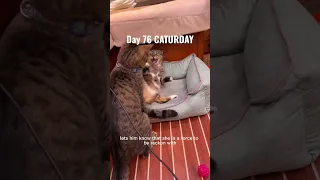 Day 76 living on a sailboat. All about the cats #dayinthelife #cats