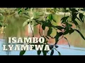 Download Lagu Catholic Hit Songs ~Isambo lyamfwa