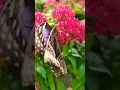 Download Lagu Beautiful Blue Butterfly BBB