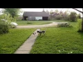 Blue Heeler vs Rat Terrier