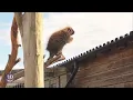 Animals Dancing to Salt-n-Pepa's 'Push It'