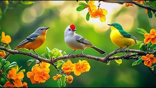 Beyond Noise Birdsong Piano For Workplace Serenity 