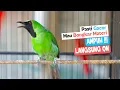 Download Lagu Pancingan Handal Cucak Ijo Gacor! Jitu Dalam Membuat Ijo Lain Cepat Naik Emosi Langsung Jamtrok