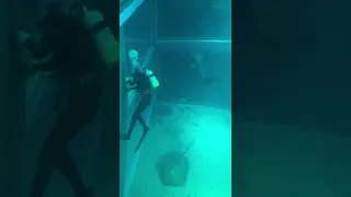 水族館員がサメに れる瞬間  水族館員がサメに れる瞬間