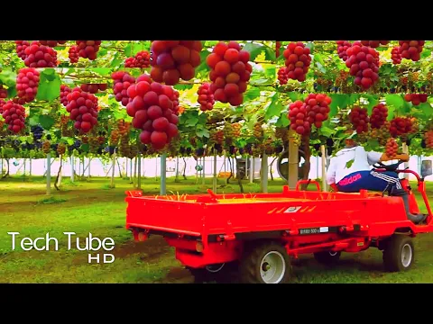 Download MP3 Amazing Grape Farming  And Grape Picking Technology | Grape Harvest Machine