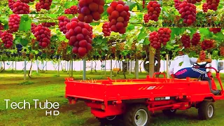 Download Amazing Grape Farming  And Grape Picking Technology | Grape Harvest Machine MP3