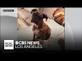 Orange County woman charged for illegally registering dog to vote in 2021 2022 elections