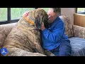 He Found an 185 lb English Mastiff Under His Car Hood What His Wife Did Next