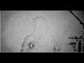 The Dead Weather - Blue Blood Blues (Live)