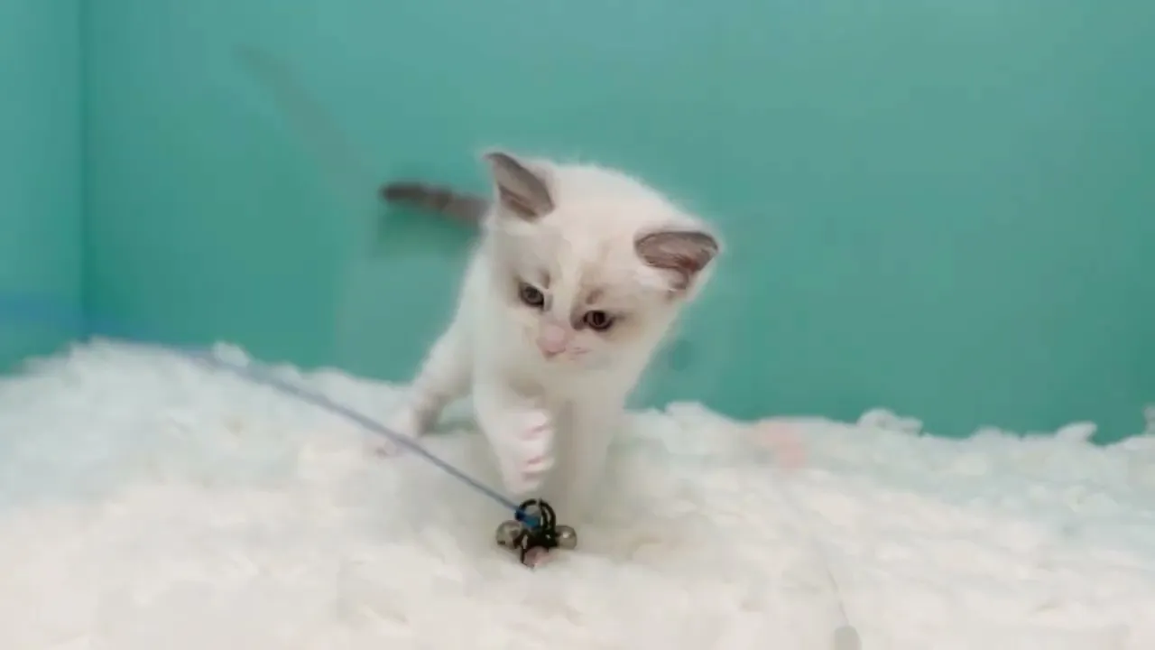 動画