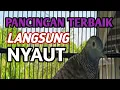 Download Lagu Pancingan perkutut bangkok TERBAIK untuk melatih Mental dan Naikan Birahi Burung Perkutut bangkok